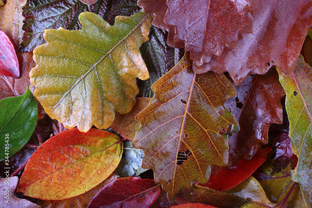 Sticker Autumn leaves background