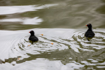 Zwei Teichrallenküken schwimmen auf einem Teich