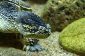 head of a cayman tortoise crawling along the shore between the stones