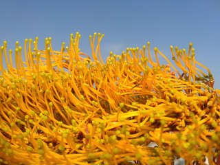 yellow flower on blue sky background