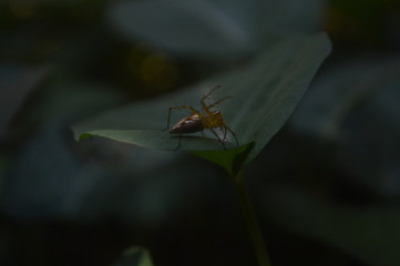 Brown Spider on a leaf