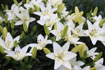 Fototapeta na wymiar Growing white lilies