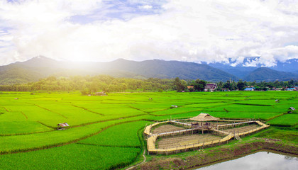 Obraz premium Green rice fields and fog in the morning during the rainy season in Pua District, Nan Province, Thailand