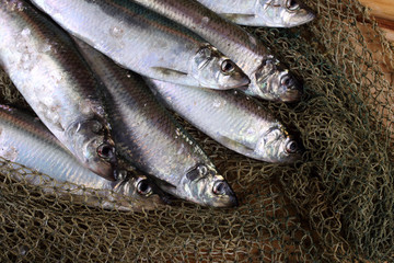 Herring on net