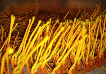 beautiful yellow and red flowers background