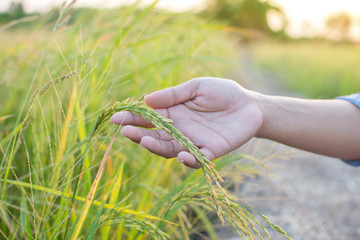 Rice grains in rice paddies in the hands of farmers, inspecting paddy yields, collecting data for...