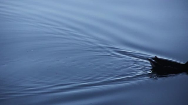 Silhouette of a bigua bird in the rodrigo de freitas lagoon in rio de janeiro.