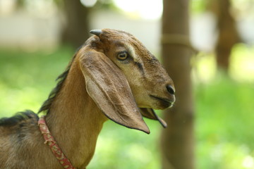 portrait of a goat