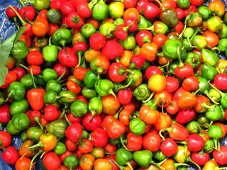 Group of Round Chillies image,  It's cultivation seen in Darjeeling, Karshiang, Kalingpong, Mirik (North Bengal) in India.