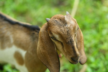 portrait of a goat