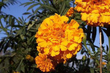 Marigolds