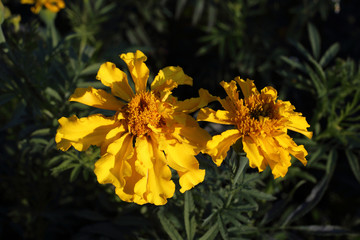Marigolds