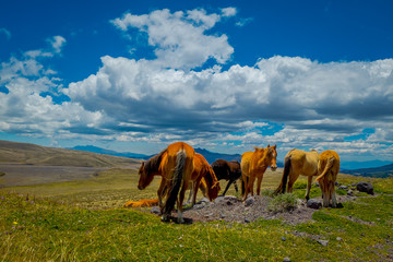 Fototapeta na wymiar Wild horses in the Andes Mountains, wandering and grazing on fresh green field freely in the morning.