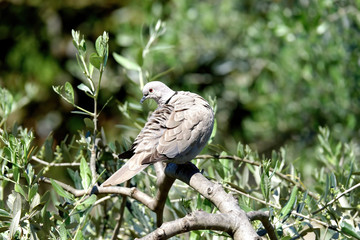 very nice turtle dove birdon top a tree