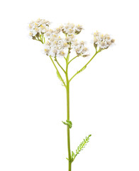  Yarrow (Achillea millefolium) flower isolated on white background.