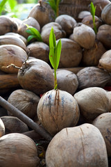 sprouted coconut on a coconut farm on samui island