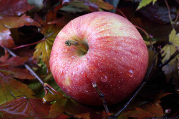 Apple on autumn leaves