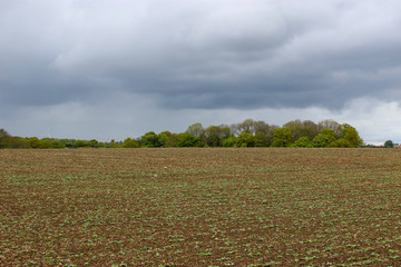 field of wheat growing in spring on a dark cloudy day 