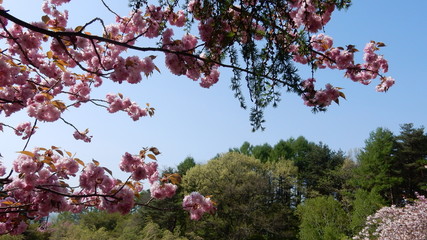 桜