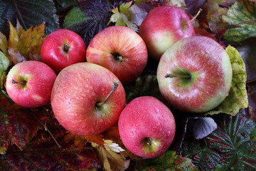 Apples on autumn leaves