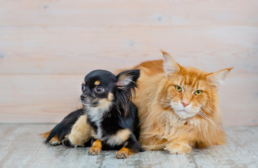 A huge Maine Coon cat hugs a small chihuahua dog