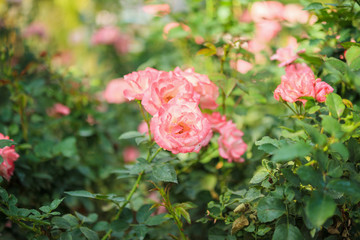 Beautiful pink roses flower in the garden