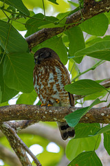 Brown hawk-owl (Ninox scutulata) also known as The Brown Boobook perched on branch in the jungle of Thailand, Predator bird.
