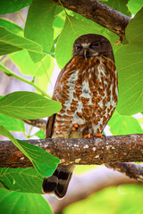 Brown hawk-owl (Ninox scutulata) also known as The Brown Boobook perched on branch in the jungle of Thailand, Predator bird.