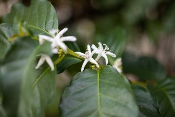 White flower in coffee tree close up