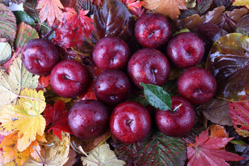 Plums on autumn leaves