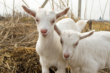 little white goat on the farm