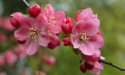 Naklejka na ściany i meble Spring Apple blossom