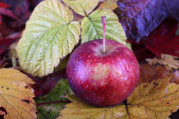 Apples on autumn leaves
