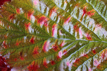 Autumn raspberry leaf