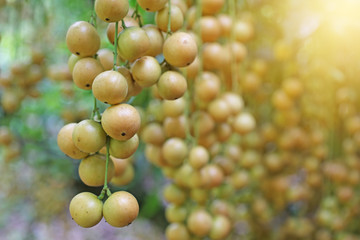 Bunch of rambeh, rambi or baccaurea ramiflora and mafai has light yellow skin around the trunk. Sweet and sour taste, Rich in vitamin c.Thai agricultural garden, Sun warm light, Selective focus