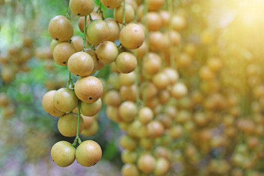 Bunch of rambeh, rambi or baccaurea ramiflora and mafai has light yellow skin around the trunk. Sweet and sour taste, Rich in vitamin c.Thai agricultural garden, Sun warm light, Selective focus