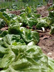 Naklejka premium Organic green vegetables withered in the garden