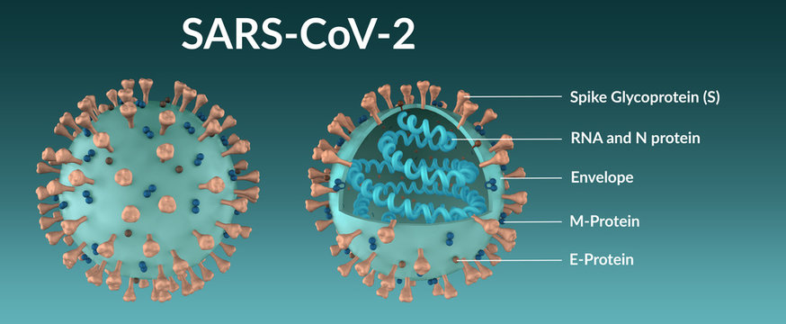 Structure of the SARS-CoV-2 coronavirus molecule in full and in section. 3D Render, 3D Illustration