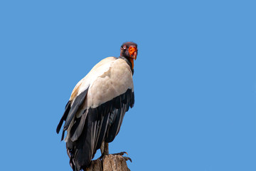 King vulture with scientific name of Sarcoramphus papa perched on a tree branch against a blue sky