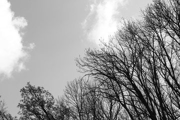 Obraz na płótnie Canvas tree branches against the sky