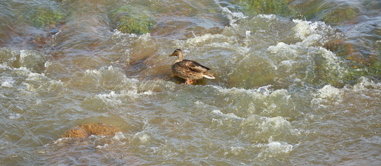 Wild duck in the boiling water on the river threshold