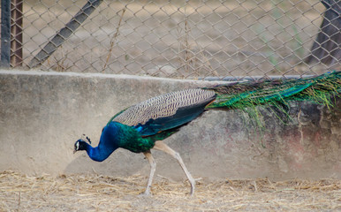 Peafowl is a common name for three species of birds in the genera Pavo and Afropavo of the...