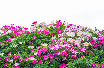 Group of colorful petunia flowers blossom in flower pot in garden on white background