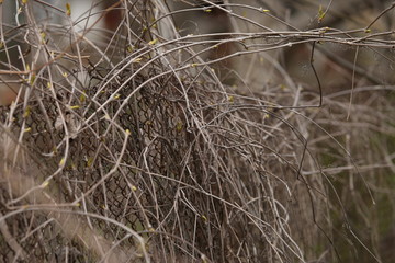 curly branches of a bush background