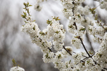 white flowers on fruit tree branches
