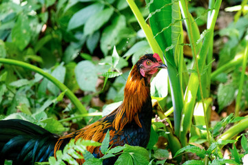 The henpeckled plover in the green forest