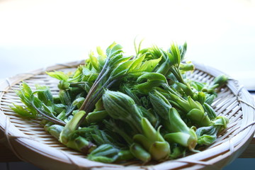 山採れの山菜、こしあぶら