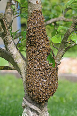 swarm of bees in grape shape on young fruit tree