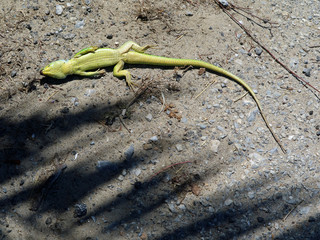 dead lizard, gecko lying on back under palm trees