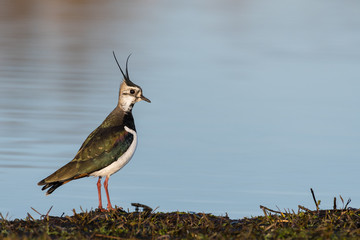 Green Plover standing at the water edge